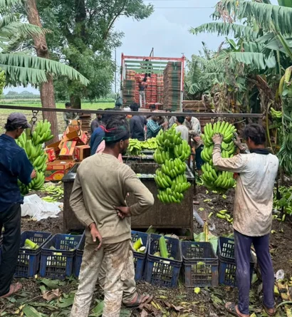 Banana Exporter from India