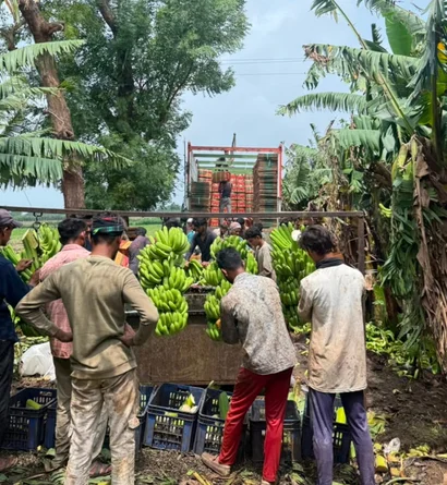 Banana Exporter from India