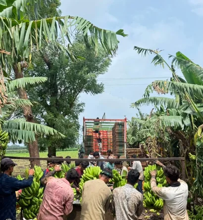 Banana Exporter from India
