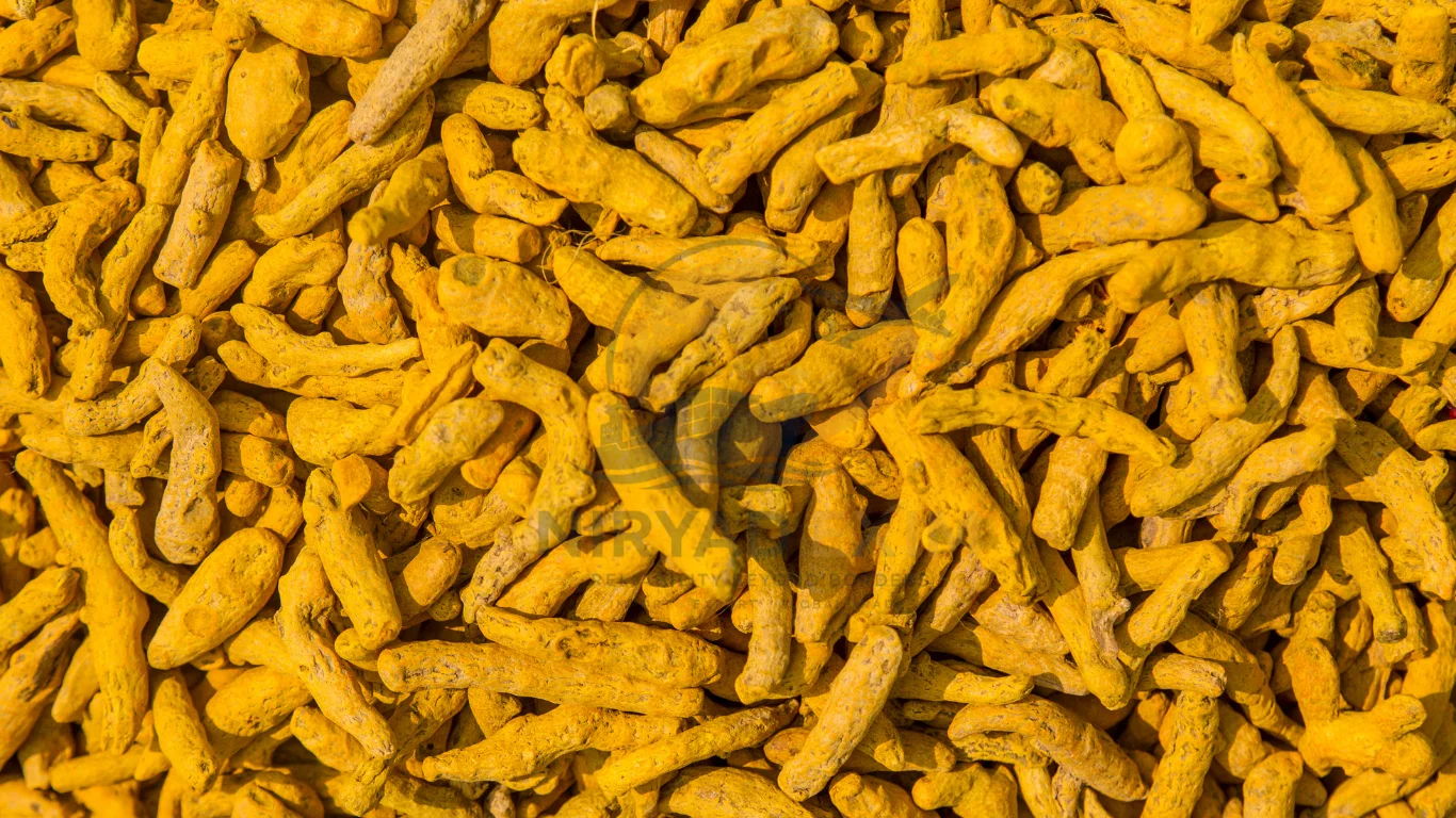 Premium Turmeric Finger Exporter from India