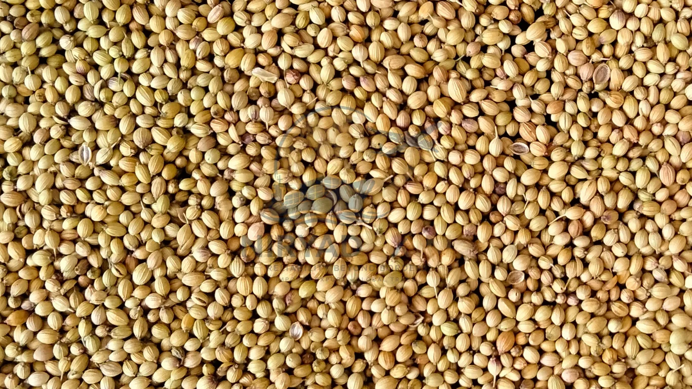 Premium Coriander Seeds Exporter from India