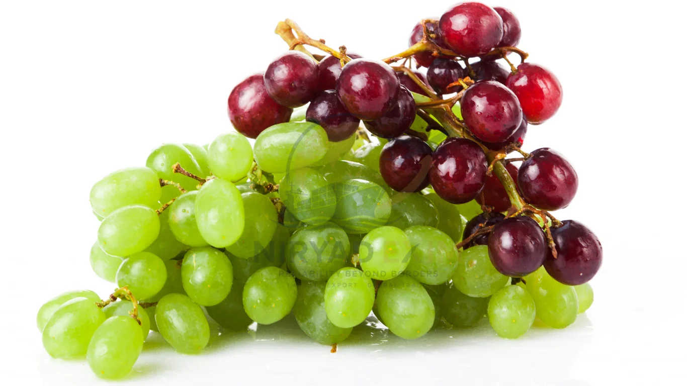 Premium Fresh Grapes Exporter from India