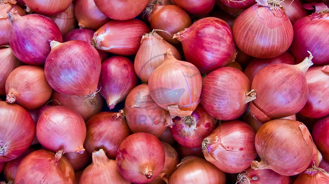 Premium Fresh Onion Exporter from India